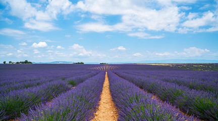 Panorama of field lavender and deep blue sky morning summer. Beautiful image of lavender field. Nature background. Provence, Valensole Plateau, France.