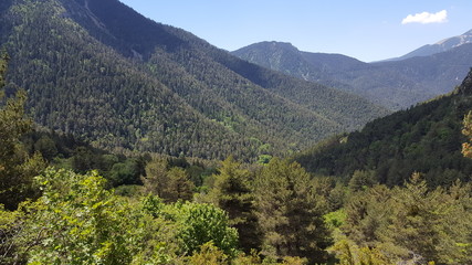 Conifer forest
Bosque de coniferas
