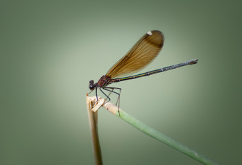 Libélula