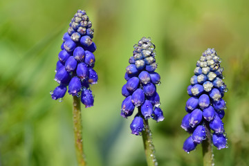 Three small blue pearl hyacinths stand after the rain with drops of water on a green meadow in the spring sunshine