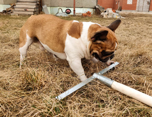 french bulldog playing with rake on dry grass