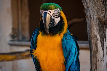 sitting parrot