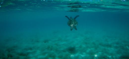 sea turtle swimming toward surface of the sea