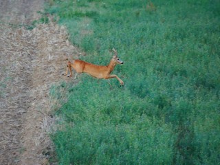 Fototapeta premium The roebuck