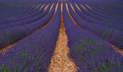 Lavender field in sunlight, Provence, Plateau Valensole. Beautiful image of lavender field. Rows to the horizon, image for natural background. Summer vacations travel background.