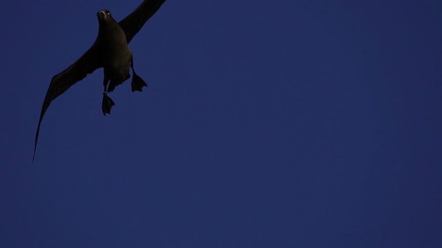 空を飛ぶクロアシアホウドリ　スローモーション