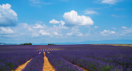 Obraz na płótnie Canvas Lavender field in sunlight, Provence, Plateau Valensole. Beautiful image of lavender field. Rows to the horizon, image for natural background. Summer vacations travel background.