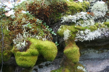 moss on stone