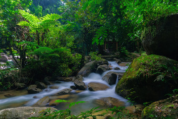 Beautiful stream in the middle of forest