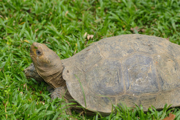 tortoise on grass