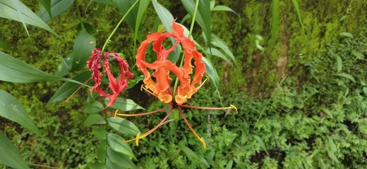 red flower in the garden
