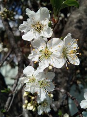 The very beautiful white petal flower with tree branch.