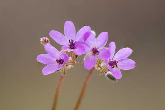 Erodium ciconium weed flower in the botanical family Geraniaceae