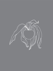 Physalis White Line Design on Grey