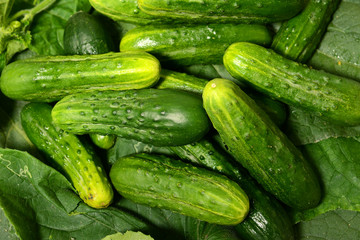 Fresh cucumbers lie together on green leaves. The texture of green vegetables.