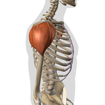 Deltoid Muscles Isolated in Lateral View Human Anatomy on White Background	