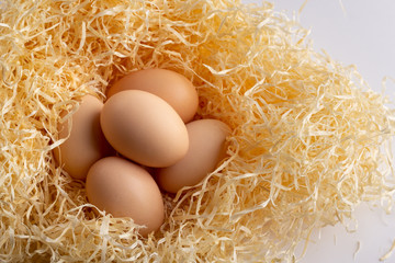 Eggs in the nest