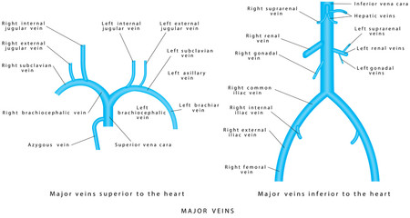 Major veins.
Major veins. Venous system. Major veins superior to the heart. Major veins inferior to the heart.
