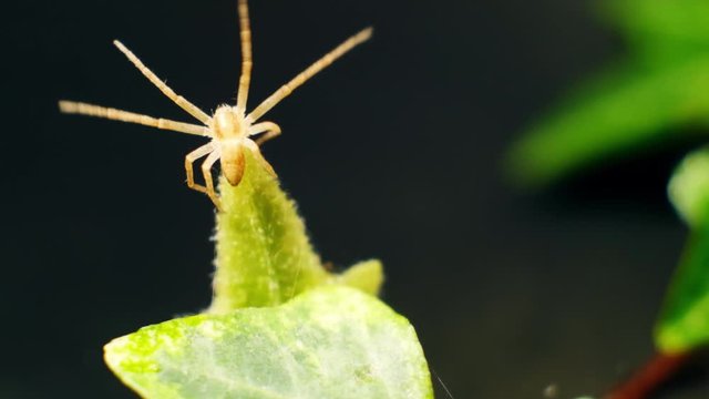 Female Running Crab Spider (Philodromus dispar) on a green leaf, macro
