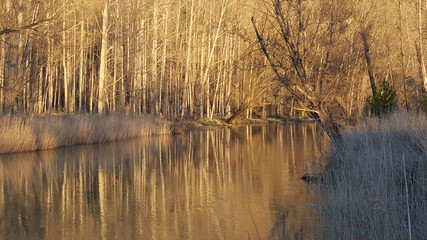 Winter poplar riverine landscape
