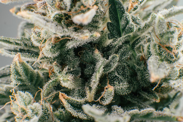 Marijuana bud close up. Fresh green weed In details. Macro trichomes of cannabis.