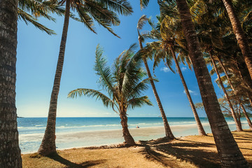 Empty beach under palm alley past ocean view under tropical sun. Happy vacation destination