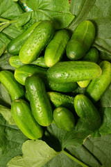 Fresh cucumbers lie together on green leaves. The texture of green vegetables.