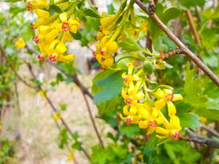 Beautiful yellow flowers and green leaves on a currant bush. spring currant bush blooms