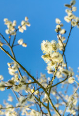 Beautiful catkins in spring sunlight