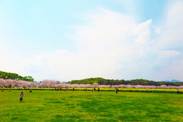 Fototapeta premium 桜と菜の花 西都原古墳群