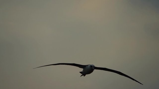 空を飛ぶコアホウドリ　スローモーション