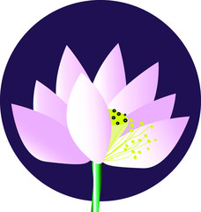 
Lotus flower.