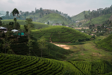 Fototapeta na wymiar rounded tea field hills in Sri Lanka