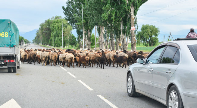 A shepherd drives a herd of sheep to their homes along the highway that connects Bishkek and Manas Airport