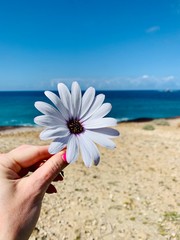 Fototapeta na wymiar flower chamomile in female hand on blue sky and sea background