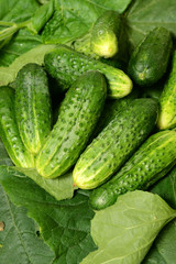 Fresh cucumbers lie together on green leaves. The texture of green vegetables.