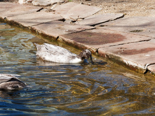 Canard bleu de Suède ou bleu de Suède