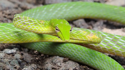 Obraz premium Oriental whip snake or Ahaetulla prasina&nbsp;is a species of&nbsp;snake&nbsp;in the family&nbsp;Colubridae&nbsp;native to southern&nbsp;Asia. Its common names include&nbsp;Asian vine snake.