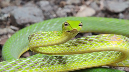 Oriental whip snake or Ahaetulla prasina is a species of snake in the family Colubridae native to southern Asia. Its common names include Asian vine snake.