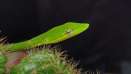 Oriental whip snake or Ahaetulla prasina is a species of snake in the family Colubridae native to southern Asia. Its common names include Asian vine snake.