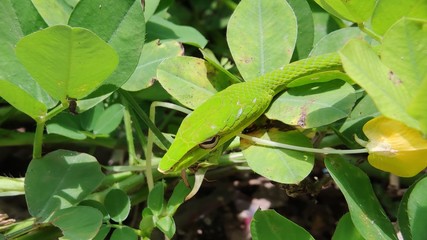 Oriental whip snake or Ahaetulla prasina is a species of snake in the family Colubridae native to southern Asia. Its common names include Asian vine snake.