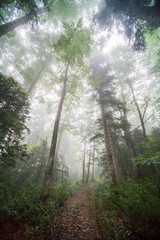 Fototapeta na wymiar morning in the forest, fog and smoke