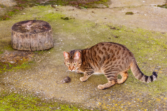 Gato de raza bengal√≠ con un rat√≥n atrapado en el suelo. Felis catus prionailurus bengalensis.
