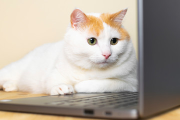 Cute cat laying at laptop and working. Coronavirus anxiety. Home office concept.