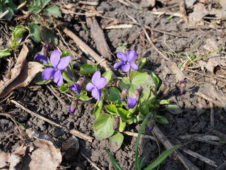 Sweet Violet - one of the first spring flowers