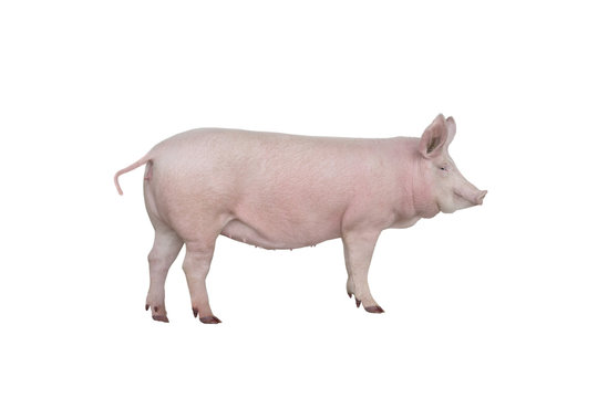 real piglet white background