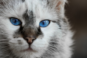 adorable gray soft fure cat with incredible blue eye