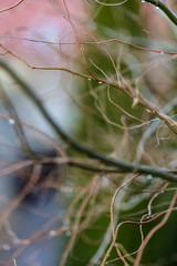 beautiful background or wallpaper of blurred thin branches with water drops, green and blue colours