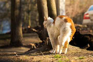 Cat stretches in a beautiful spring sunset light in a clearing with animals