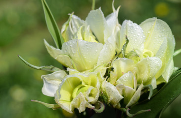 Obraz premium A bouquet of white tulips with drops of water in spring against a green background in nature